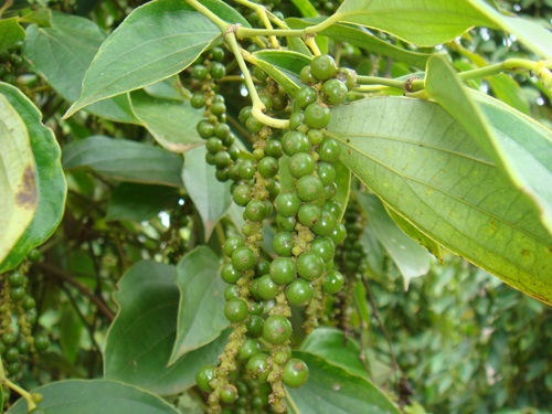 TIÊU XANH
