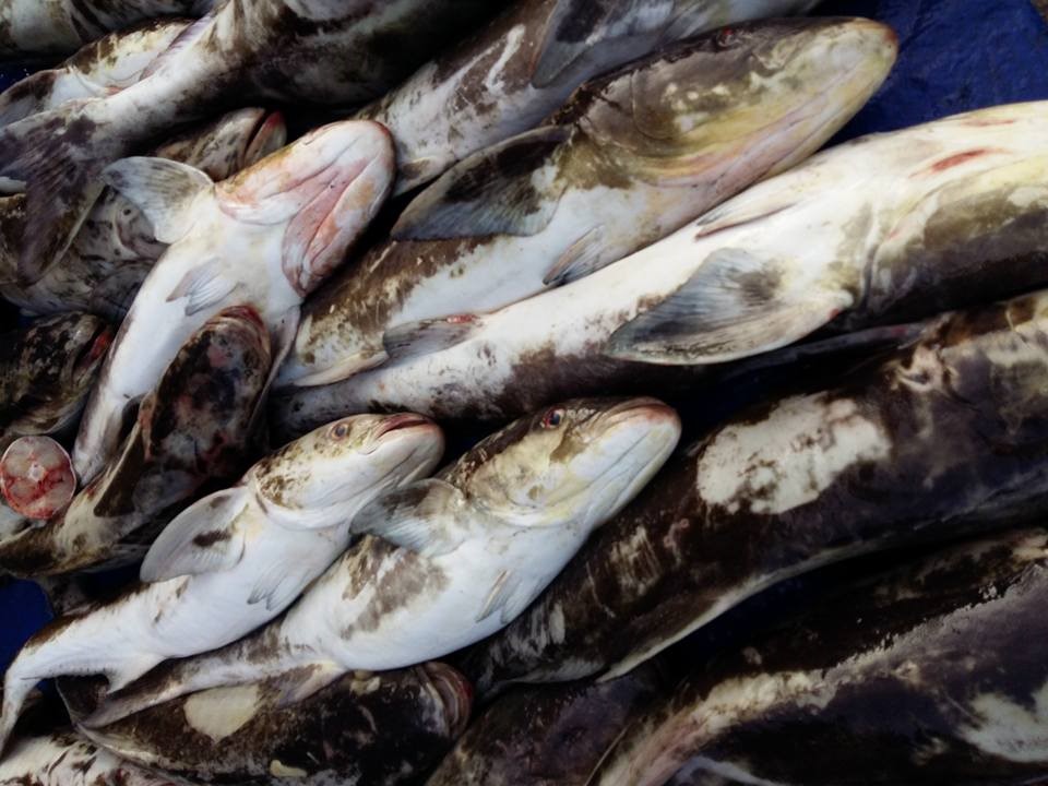 CÁ BỚP NGUYÊN CON